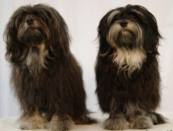 Характеристики и фото бишона фризе. его отличия от гаванского, мадагаскарского и других собачек