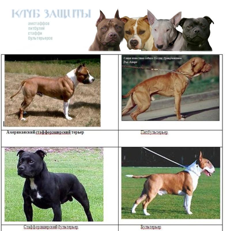 Дратхаар собака. описание, особенности, уход и цена дратхаара