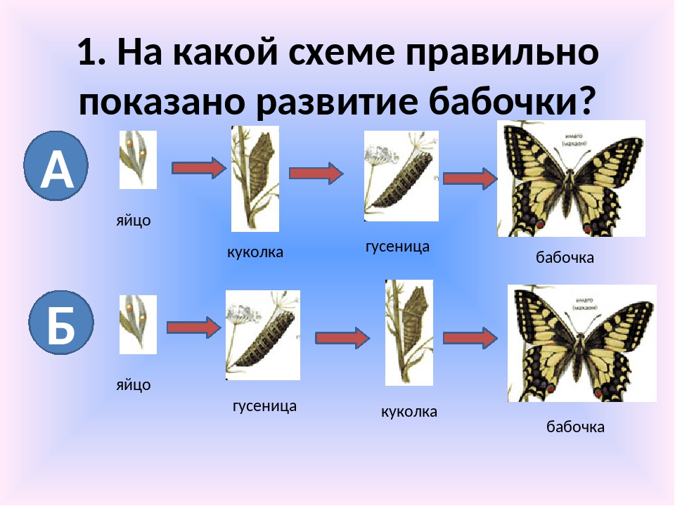 Развитие бабочки схема. Стадии развития бабочки 3 класс. Стадии развития бабочки 3 класс окружающий мир. Цикл развития бабочки. Жизненный цикл бабочки 3 класс.