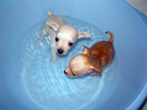 Пособие по чистоте: как мыть и купать щенка