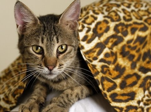 Ориентальная кошка (200 фото):  стандарты с точным описанием породы кошек (сколько живет, какой характер и окрас шерсти)