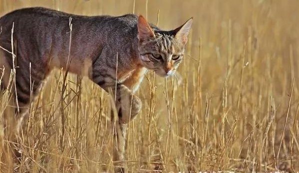 Кошка сервал: описание внешнего вида и характера, размножение, образ жизни и фото африканского кота, содержание в домашних условиях