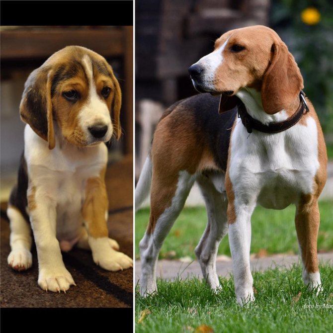 Характеристика собак породы эстонская гончая с отзывами и фото