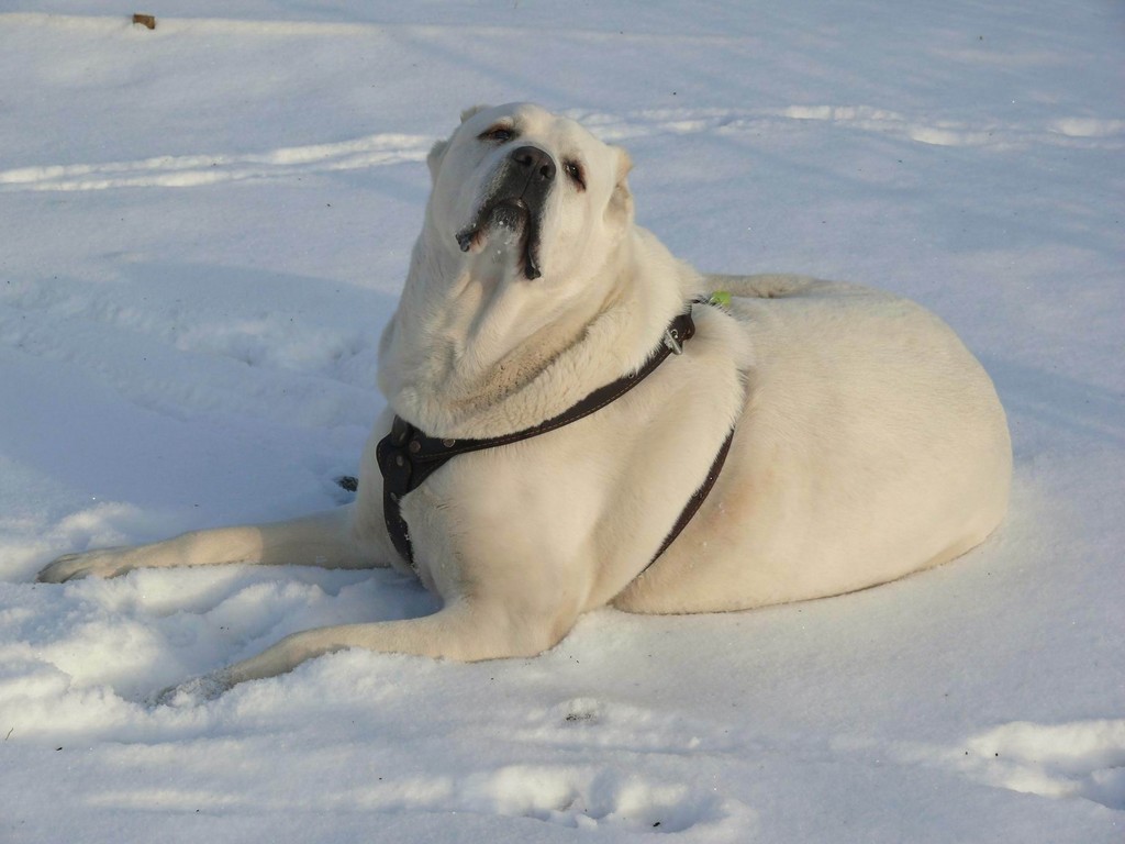 Собаки для уличного содержания: список пород. какую температуру выдерживают собаки зимой на улице?