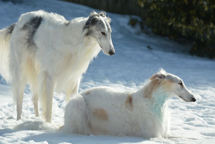 Тайган описание породы собак, фото и видео материалы, отзывы о породе