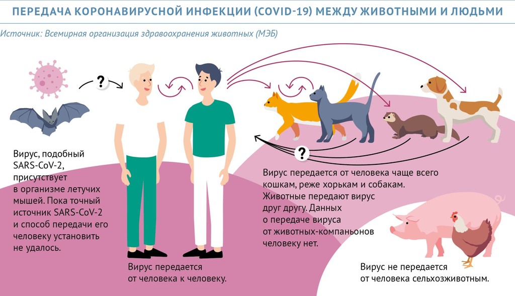 Коронавирусная инфекция кошек | ветврач купарев леонид