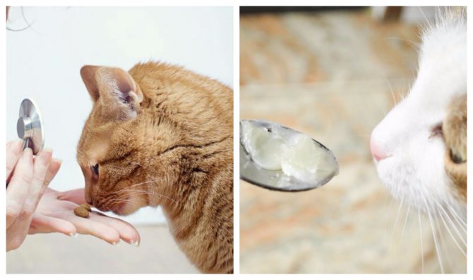 Вазелиновое масло – эффективное средство против запоров у кошек