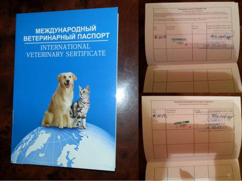 Ветеринарный паспорт для кошки, собаки: сделать в москве - срочно получить международный ветпаспорт на дому