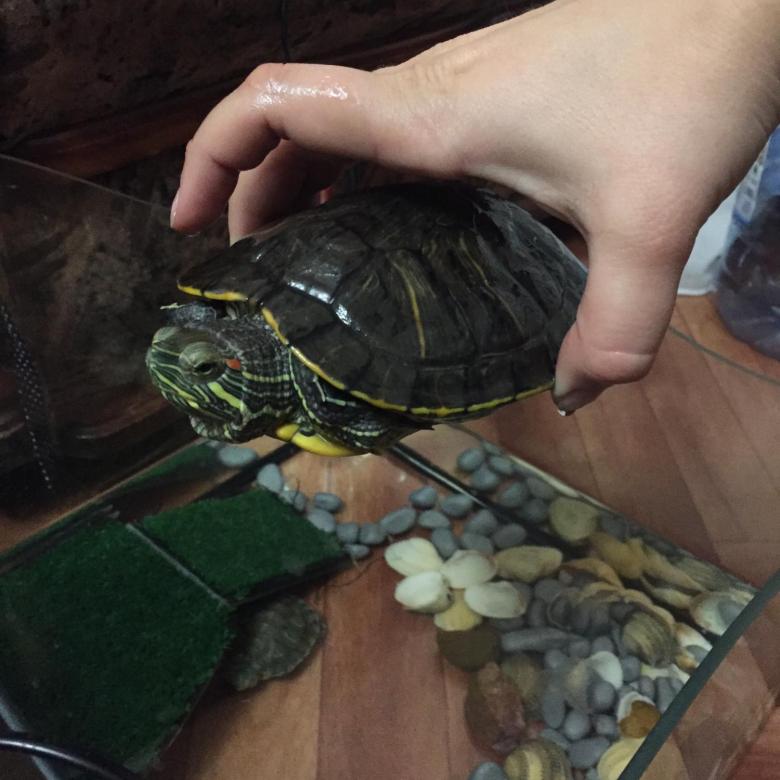 Красноухая черепаха: содержание, кормление в домашних условиях