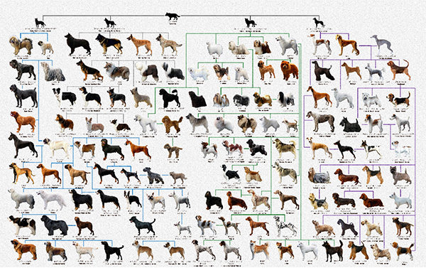Схема пород собак