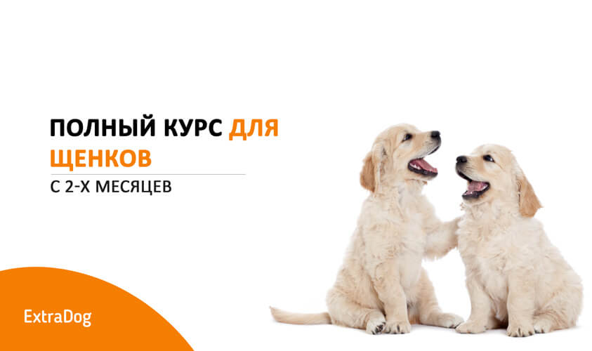 Дрессировка собак собак: коррекция поведения, обучение | dogkind.ru