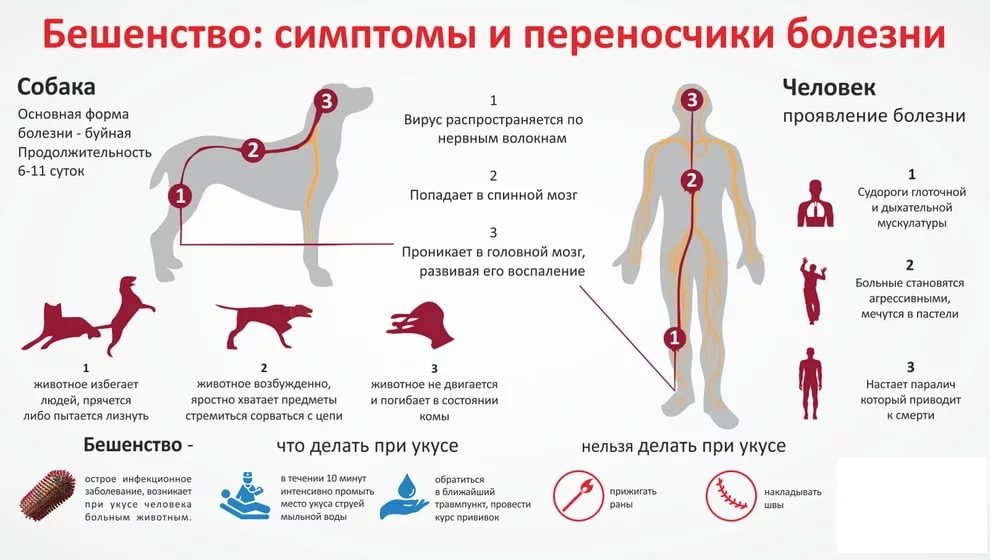Бешенство у собак – симптомы и признаки - статьи о ветеринарии «свой доктор»