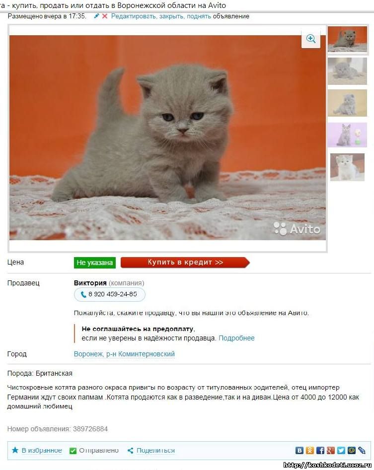 Как выбрать котенка: 10+ советов, вопросы к продавцу
