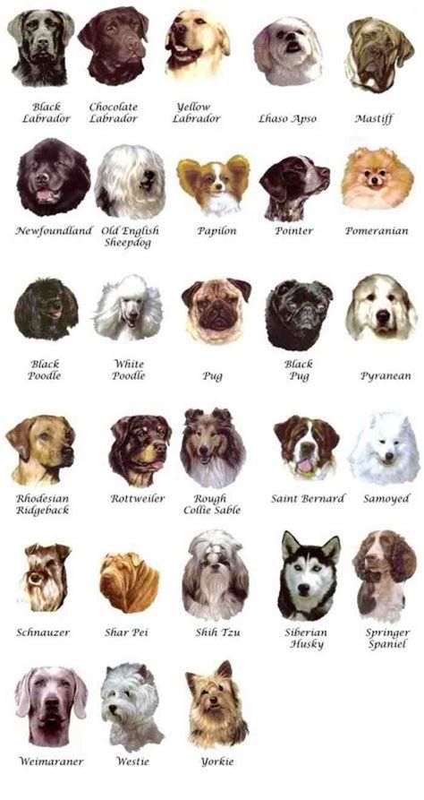 44 маленьких пород собак, которые станут идеальными компаньонами