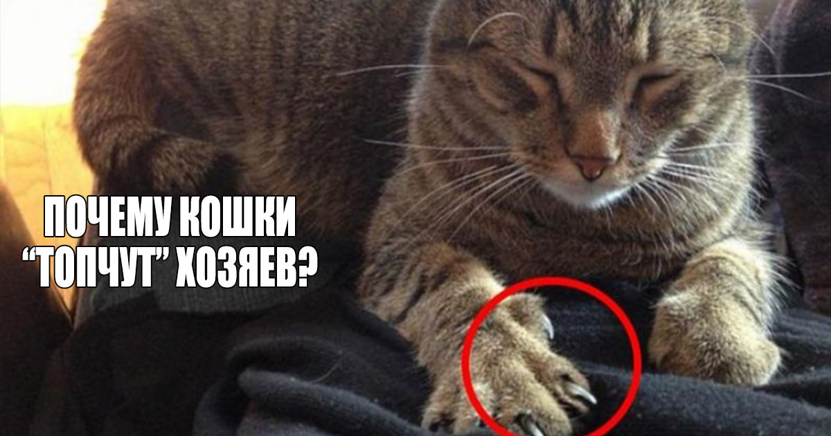 Почему кошки мнут лапами человека, одеяло, делают массаж лапками людям — что это значит