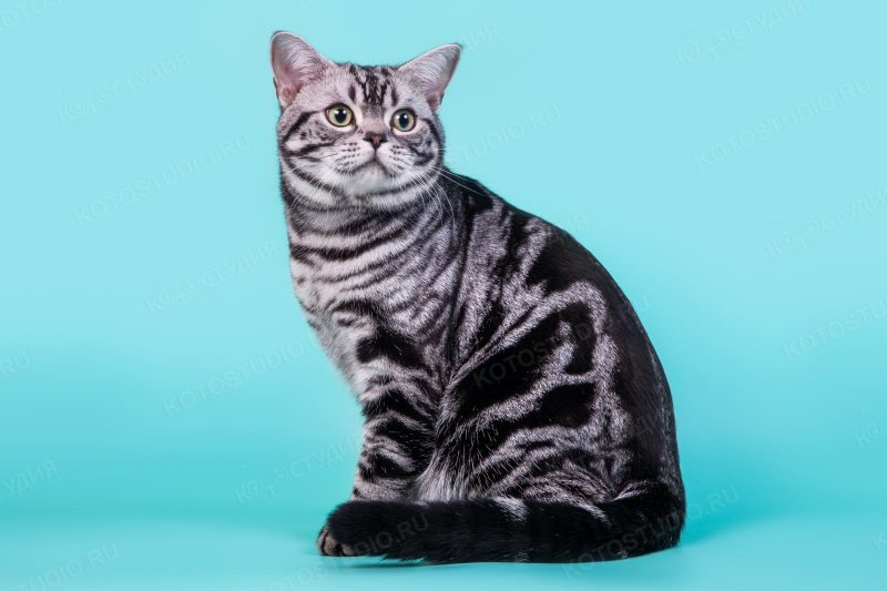 Американская короткошёрстная кошка: описание породы, характер, цена, уход и содержание, фото