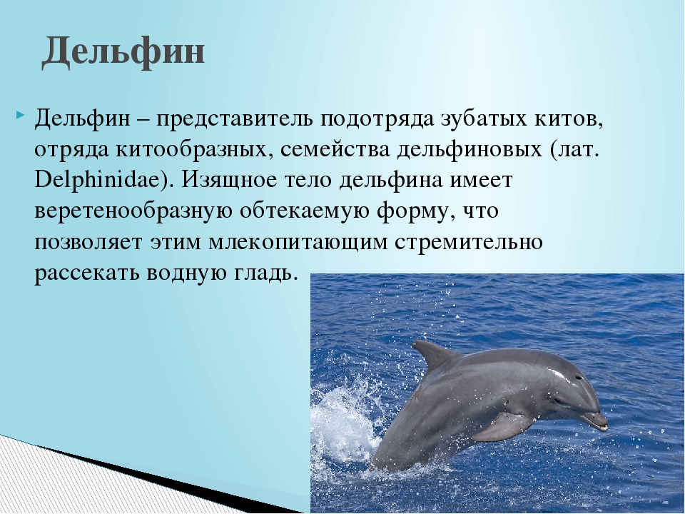 Дельфин животное