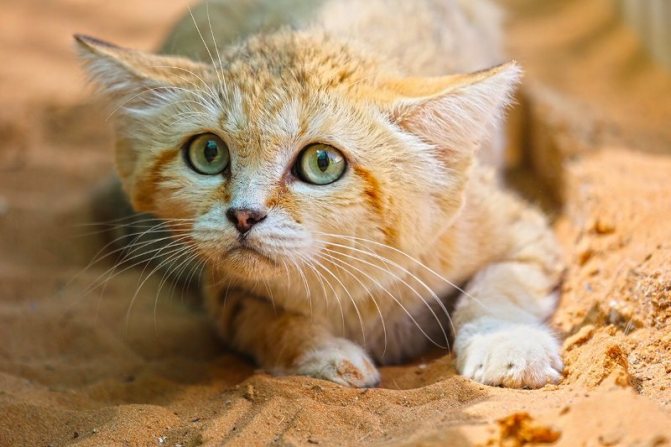Барханный кот: образ жизни, среда обитания, проживание в квартире