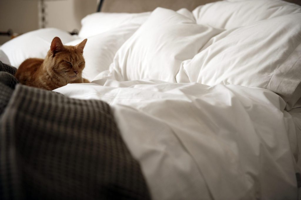 Почему кошка гадит (писает) на кровать. 7 причин!