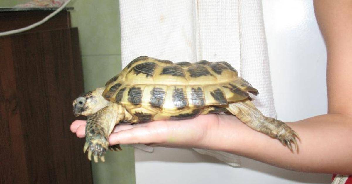 Болезни сухопутных черепах | блог ветклиники "беланта"