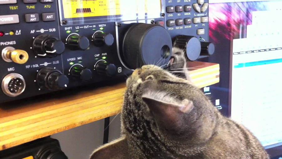 Звуки для кошек: реакция, слушать | приятные, успокаивающие