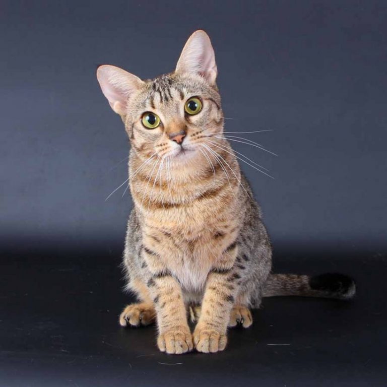 Оцикет: топ-100 фото, описание внешности и уход за породой кошек, заболевания, интересные факты