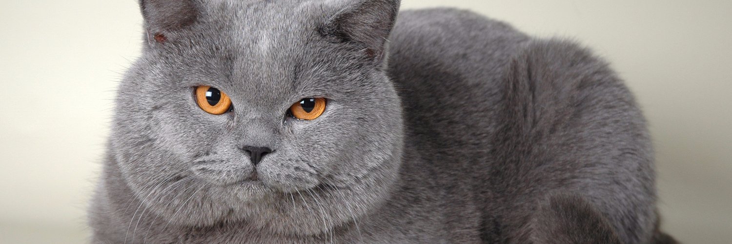 Как назвать кота мальчика и девочки серого цвета: красивые, популярные клички для котенка дымчатого окраса, какое имя можно дать серой кошке