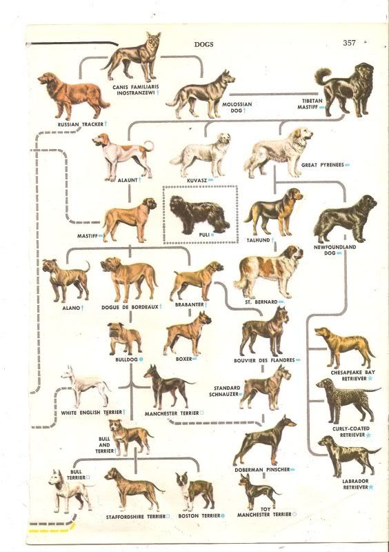 Все породы собак число