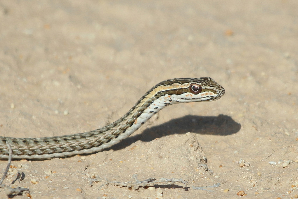 Змеи и стрелы - snakes & arrows tour - abcdef.wiki