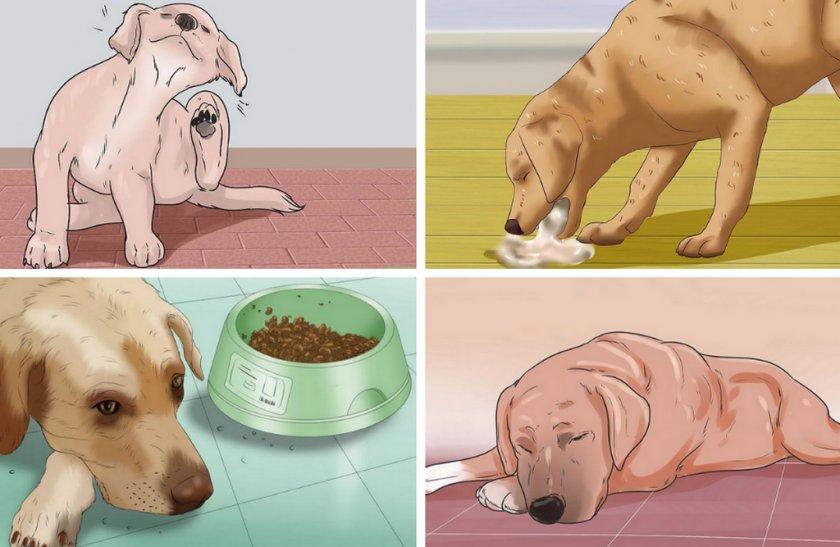 Симптомы болезней собак