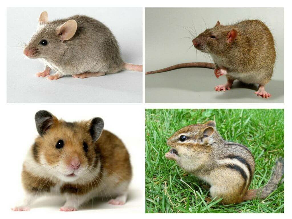 Особенности поведения и внешнего вида домовой мыши. какие бывают виды мышей