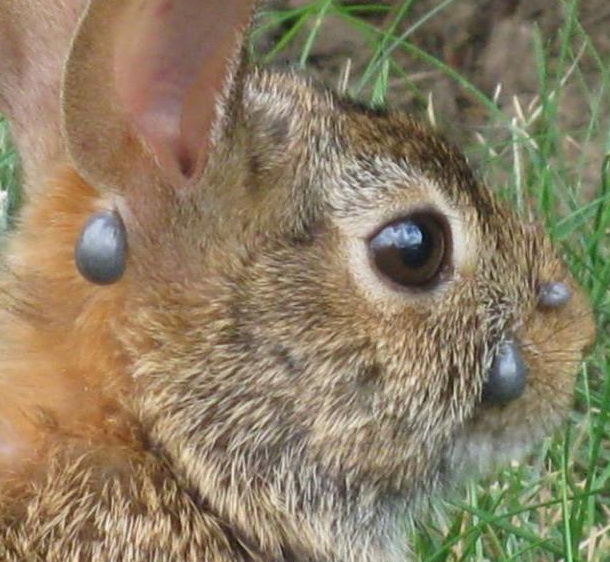 Кролик: содержание, кормление, породы и образ жизни в дикой природе | планета животных