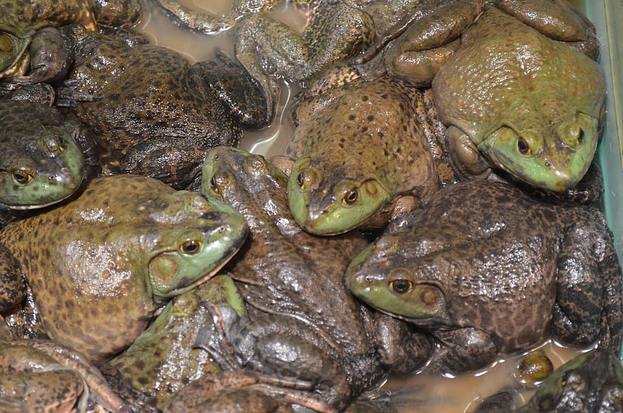 Серая жаба или озерная лягушка