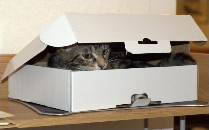 Почему кошки и коты любят коробки: в чем это проявляется, каковы причины, вред и польза такой привычки, фото, видео