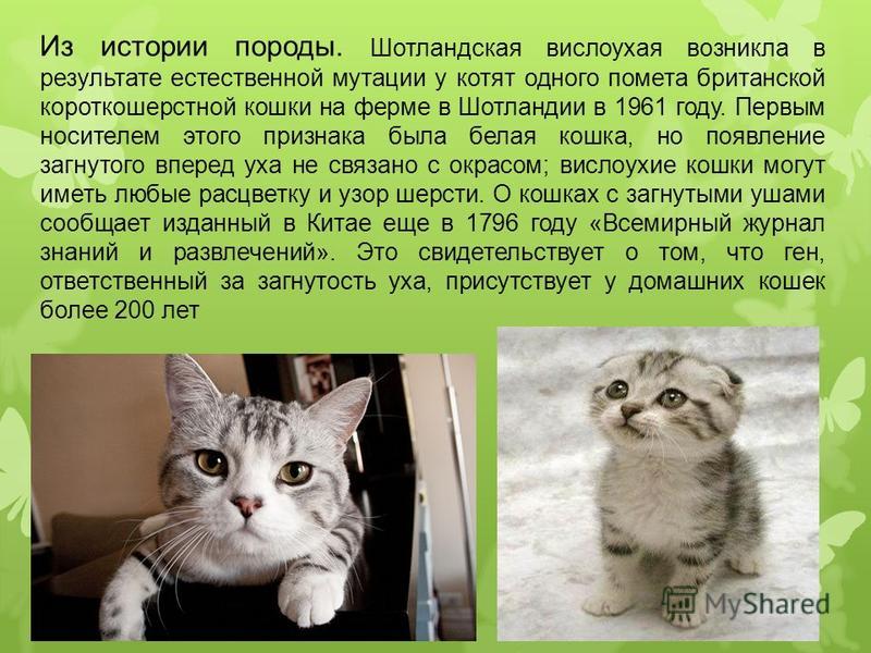 Европейская короткошерстная кошка: описание, фото, уход, характер, цена - kisa.su