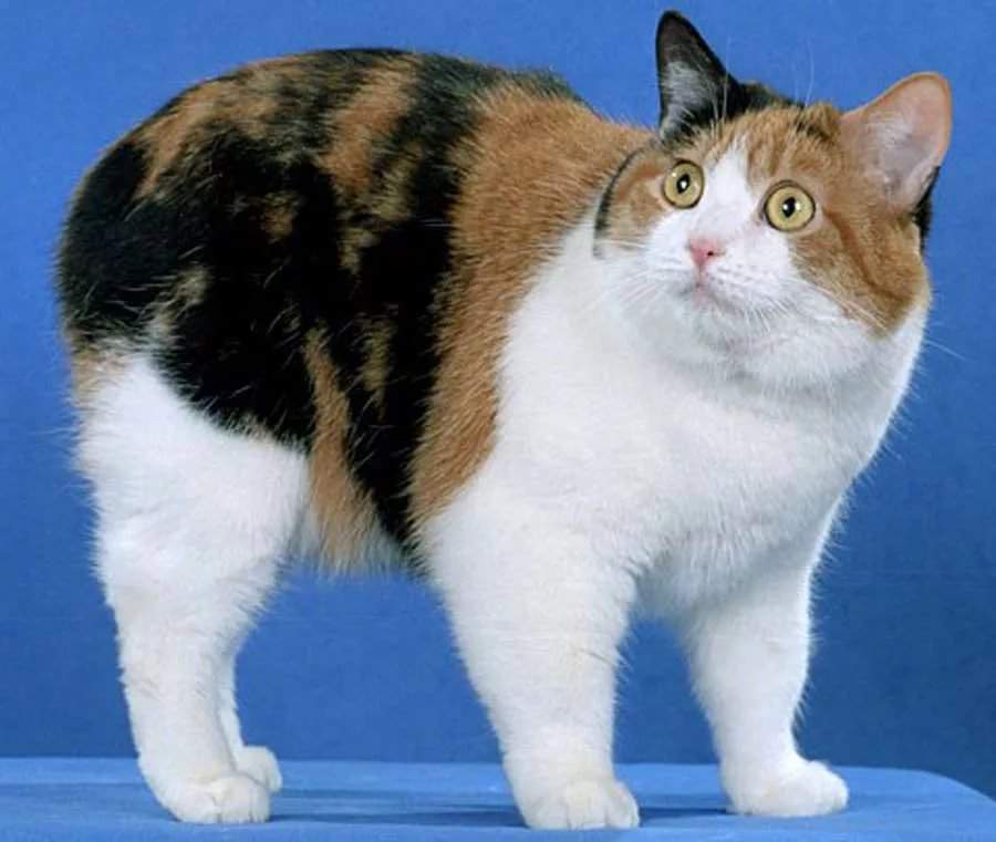 Топ 13 пород кошек без хвоста: фото, описание, история, покупка котят