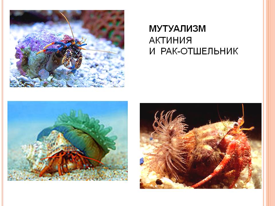 Рак отшельник. образ жизни и среда обитания рака отшельника