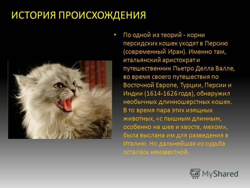 Порода кошек ликой: стандарт породы ликой