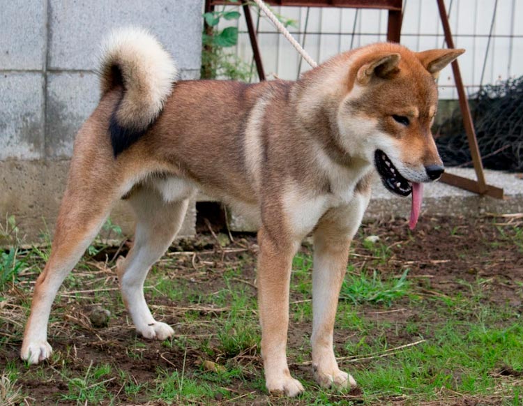 Сикоку — редкая порода собак, выведенная в японии