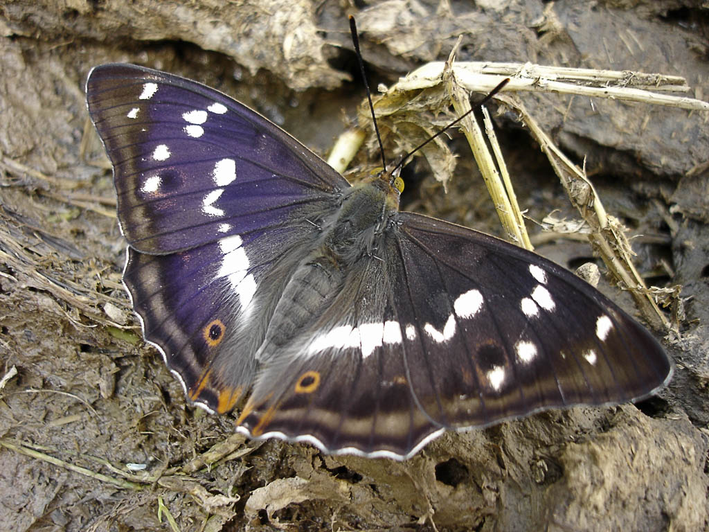Переливницы / butterflies