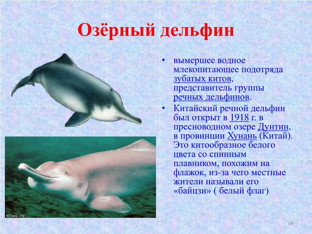 Дельфин 2 группа. Китайский Речной Дельфин вымер. Китайский Речной Дельфин красная книга. Виды вымерших речных дельфинов. Китайский Озерный Дельфин.