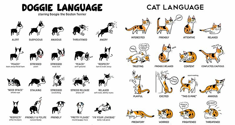Понимают ли кошки человеческую речь: простые способы общения с питомцем