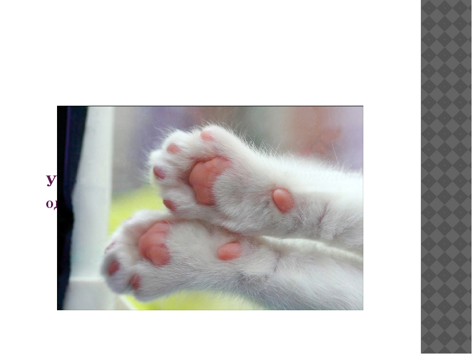 Сколько пальцев у кошек и котов: нормальные показатели, аномалии развития и их причины, интересные факты о полидактах