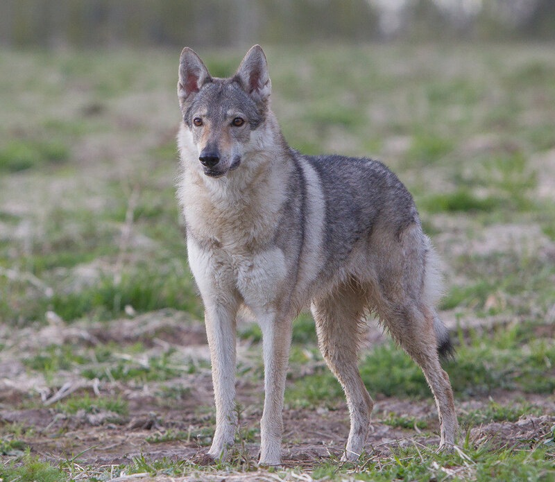 Чехословацкая волчья собака: волк с нежным характером