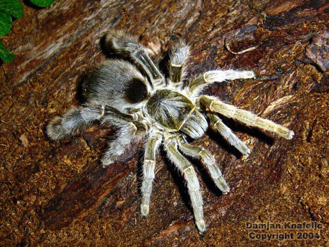 Желтосумный колющий паук | мир животных и растений