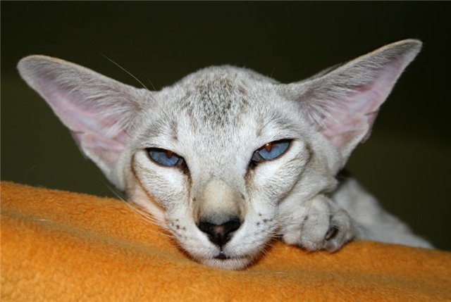 Кошки с круглыми ушами - список и описание пород