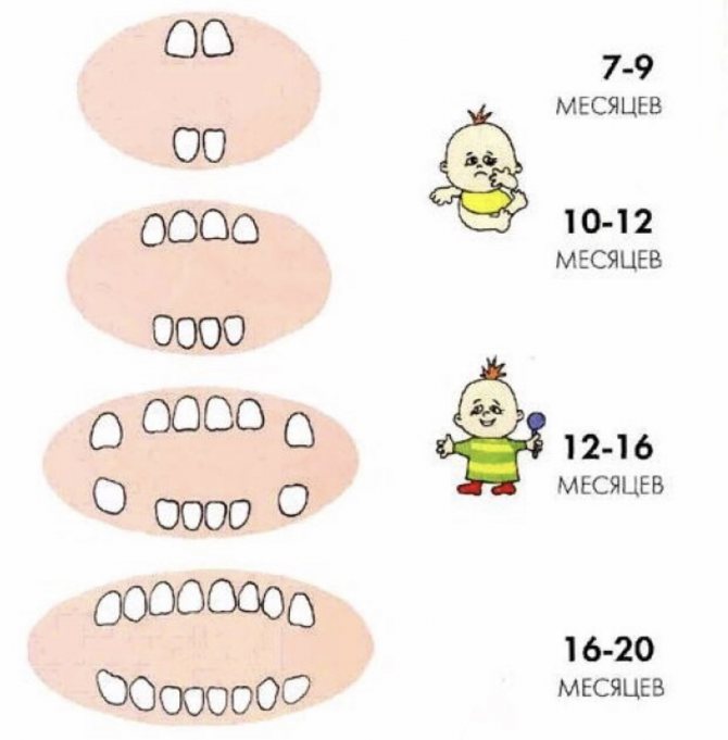 Зубы и прикус