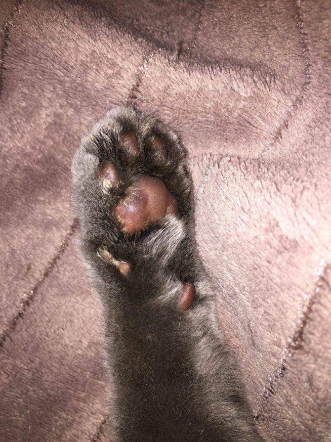 У кота болит лапа хромает, что делать если у кота болит задняя лапа