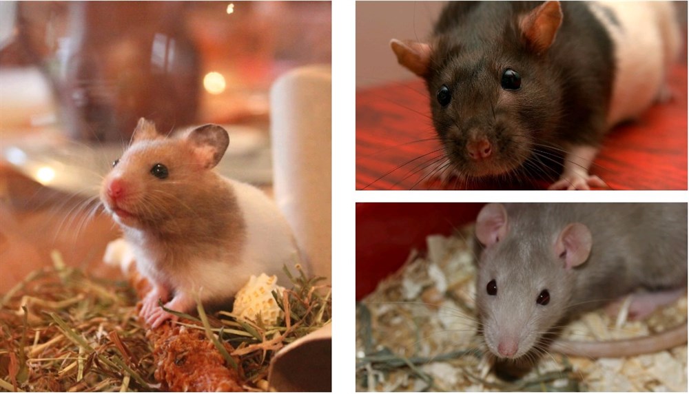 Как выглядят крысы: тип телосложения, окрасы шерсти декоративных грызунов