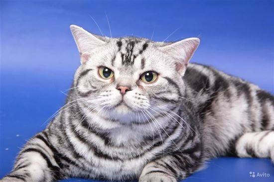 Американская короткошерстная кошка